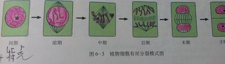 细胞分裂为什么要核糖体