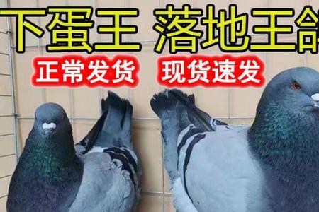 鸽子是公的孵化还是母的