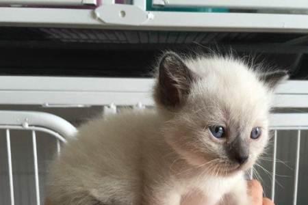 布偶猫为什么会出现短毛