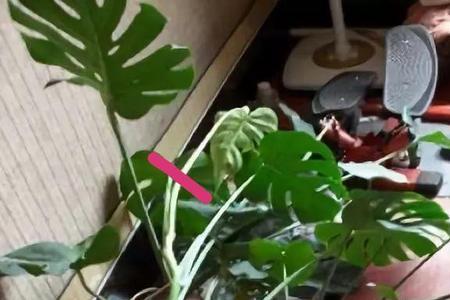 龟背竹用多大花盆合适