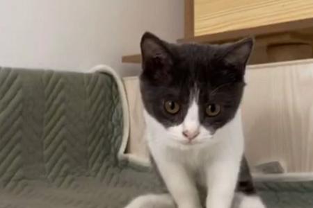 裤子可以给猫一起养吗