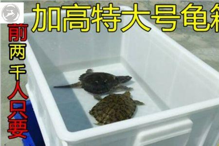 户外鱼池养什么乌龟好