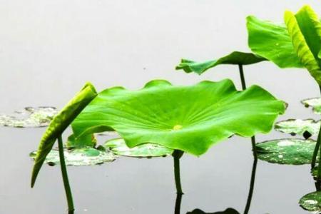 夏雨清荷是什么意思