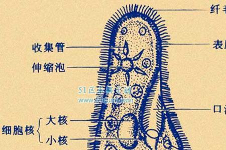 草履虫的生活环境