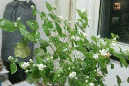 带有花苞的茉莉花夏天能栽活吗