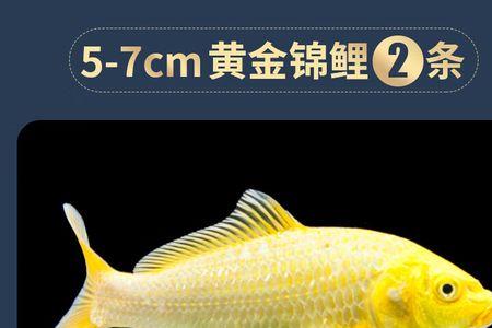 养鲤鱼几个月出来
