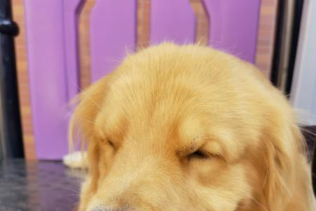 金毛幼犬叫不动怎么办