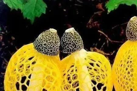 描写菌子的诗句