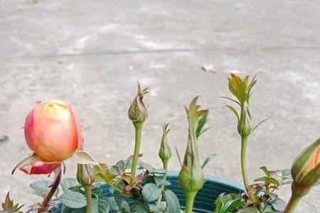 盆栽月季花怎么养