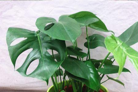 植物会二氧化碳中毒吗