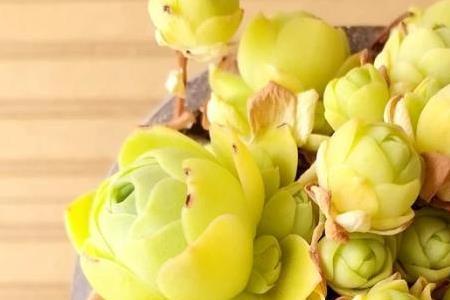 广东35度天气多肉多少天浇水