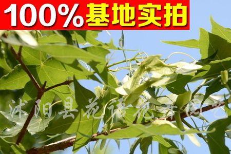 元宝枫种在院子可以吗