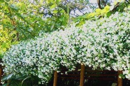 风车茉莉长虫子