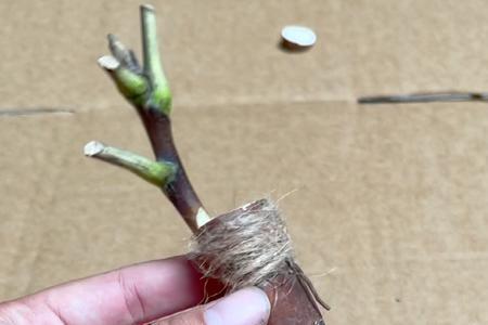 牡丹高枝嫁接有几种方法