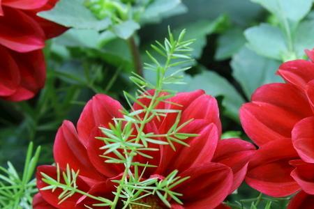 小丽花传播方式