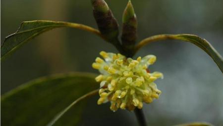 木姜子花语象征意义