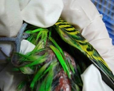 鹦鹉脚上的铁环能不能摘下来