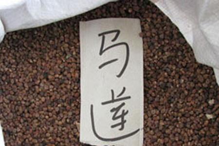 马兰子别称
