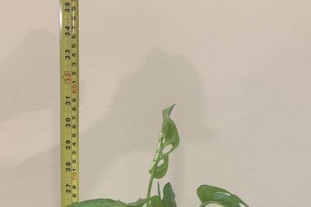 仙洞龟背竹巨洞龟背竹区别