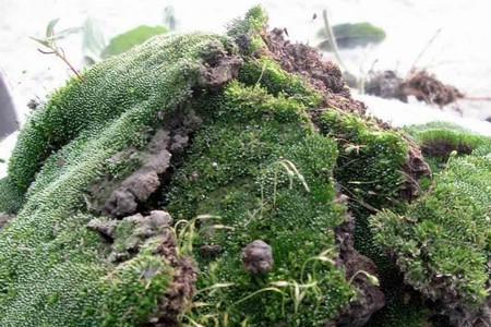 带苔藓的绿植可以整盆水泡ma