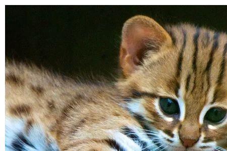 豹猫圆耳朵是几代