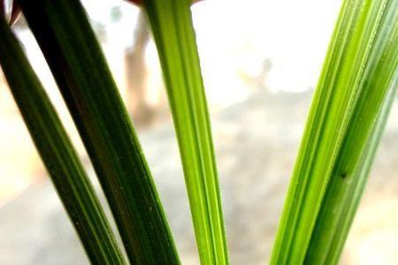 兰花青蓝中透特点