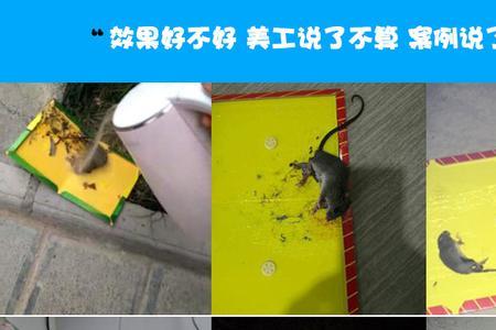 服装市场里有卖粘鼠板吗