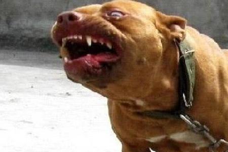 一个虎一个犬一个齿念什么