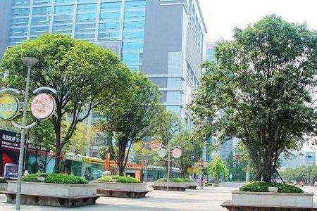 桂花树下边怎么做景观