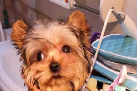约克夏犬5个月每次应该喂多少