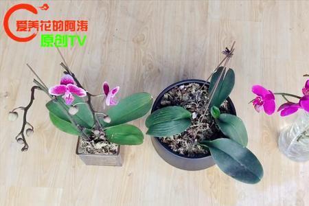阿涛蝴蝶兰倒养最佳方法