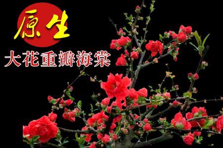 长寿冠海棠适合北方养吗