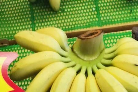 小米蕉怎么生出来的