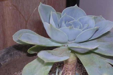 植物学名称是植物科属吗