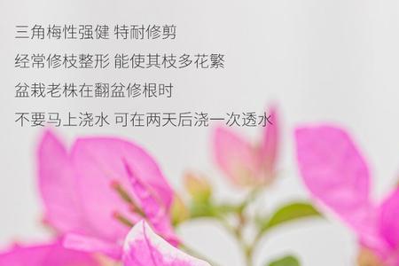 魅惑三角梅就是口红吗