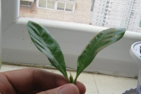 栀子花重剪后多久发芽