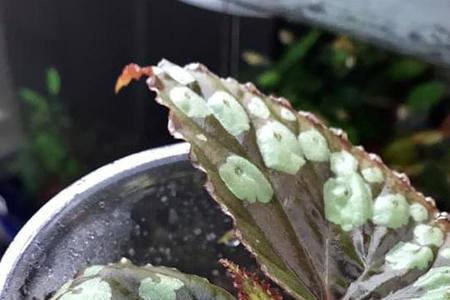 烟花秋海棠怎么养