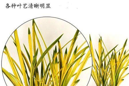 哪种兰花是一杆一花的