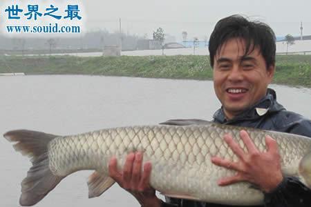 海里为什么没有鳙鱼