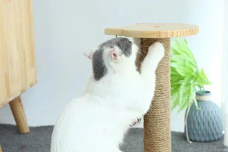 猫为什么会抓东西送给你
