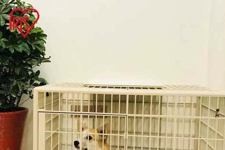 比熊犬适合多大的笼子
