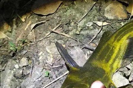 夜钓黄颡用什么灯好