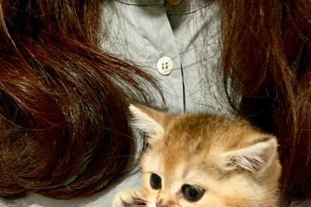 金渐层鼻子什么颜色