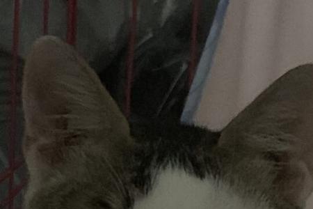 猫咪洗完澡眼圈发红