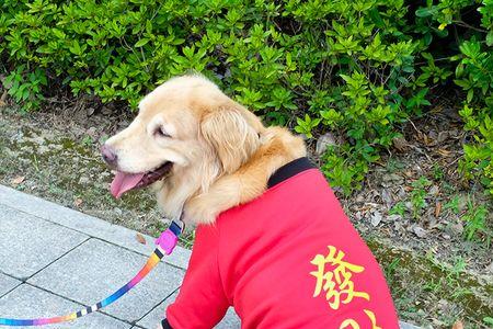 红色金毛和黄色哪种好