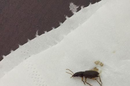 蟑螂和天牛哪个厉害