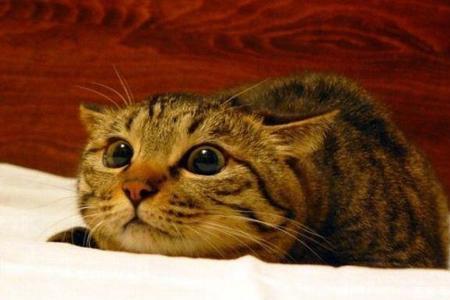 什么动物最怕猫