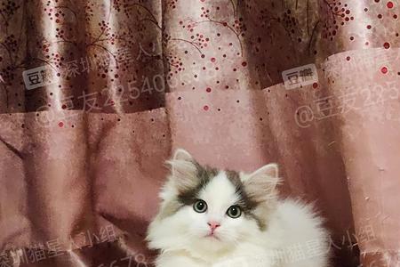 高地猫立耳好养吗