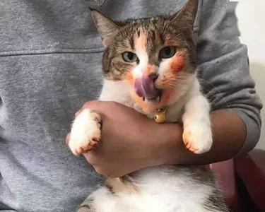猫被压了是什么感觉