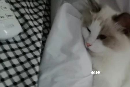 猫为什么睡醒会朝人叫